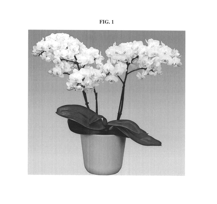 Figure 1 of US plant patent PP27236, the photograph of Endless Love printed in the patent.