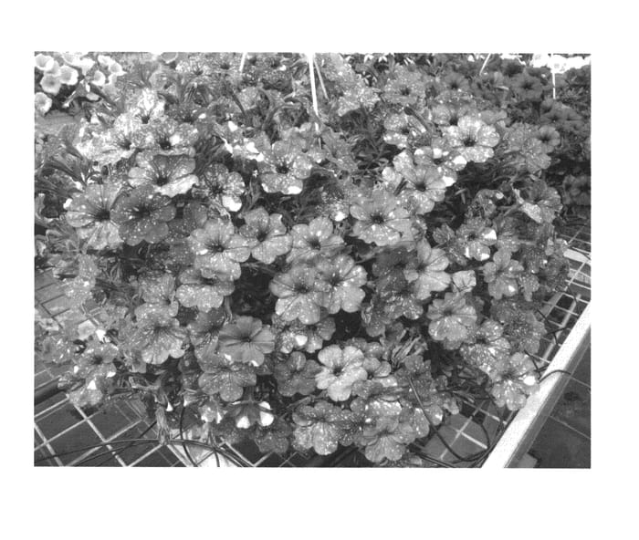 Figure 1 of US plant patent PP27237, the photograph of KLEPH15313 printed in the patent.