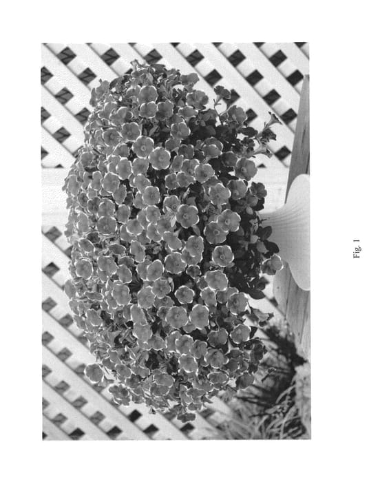 Figure 1 of US plant patent PP27238, the photograph of DCAS301 printed in the patent.