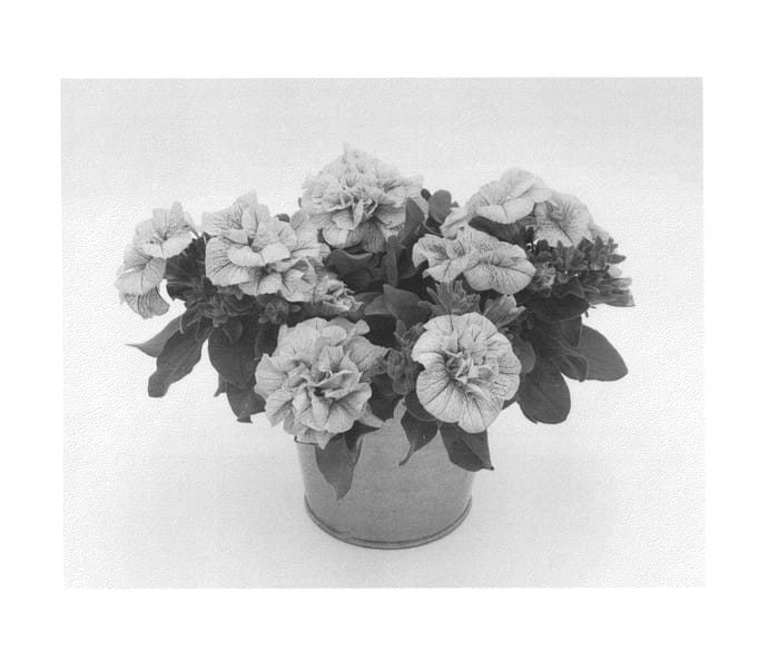 Figure 1 of US plant patent PP27239, the photograph of KLEPH14246 printed in the patent.