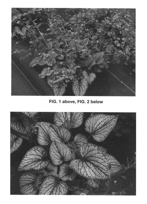 Figure 1 of US plant patent PP27240, the photograph of Silver Charm printed in the patent.