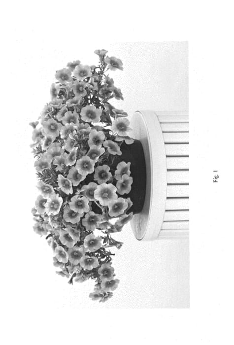 Figure 1 of US plant patent PP27241, the photograph of CCZPR05-0 printed in the patent.