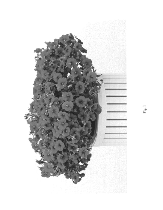 Figure 1 of US plant patent PP27242, the photograph of CCZRE07-0 printed in the patent.