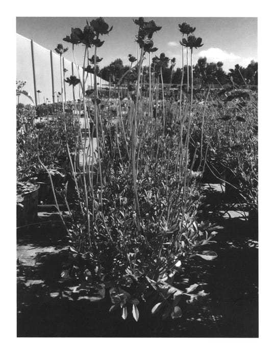 Figure 1 of US plant patent PP27243, the photograph of Hamcosp printed in the patent.