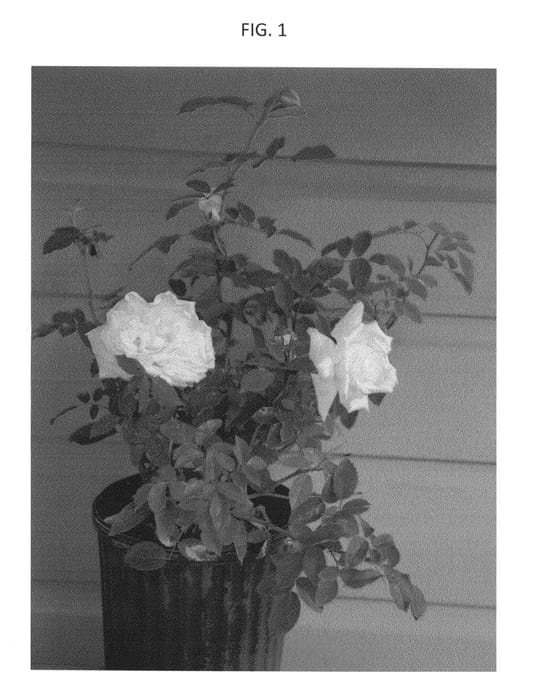Figure 1 of US plant patent PP27244, the photograph of BBARE printed in the patent.