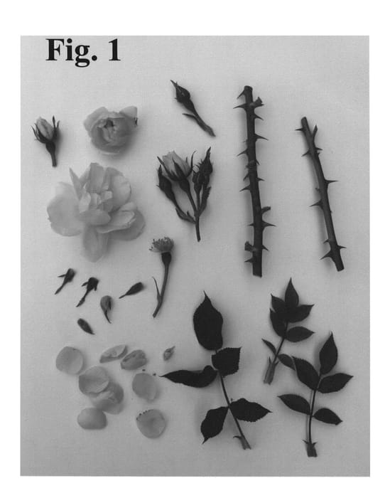 Figure 1 of US plant patent PP27245, the photograph of Poulcy028 printed in the patent.
