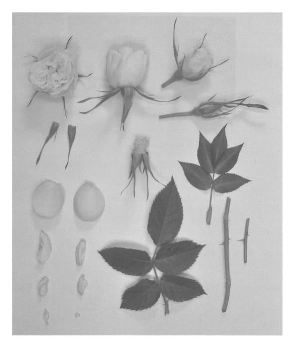 Figure 1 of US plant patent PP27246, the photograph of KORpot055 printed in the patent.