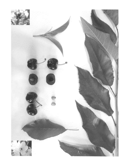 Figure 1 of US plant patent PP27248, the photograph of Glenheart printed in the patent.