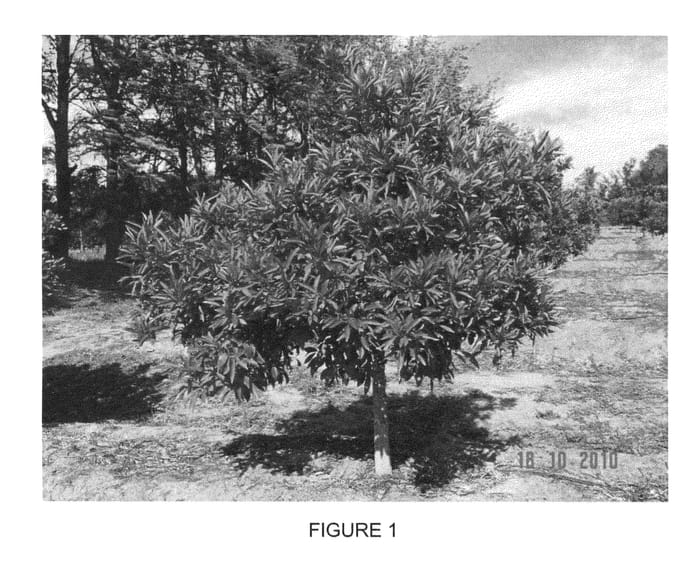 Figure 1 of US plant patent PP27249, the photograph of Sonet printed in the patent.