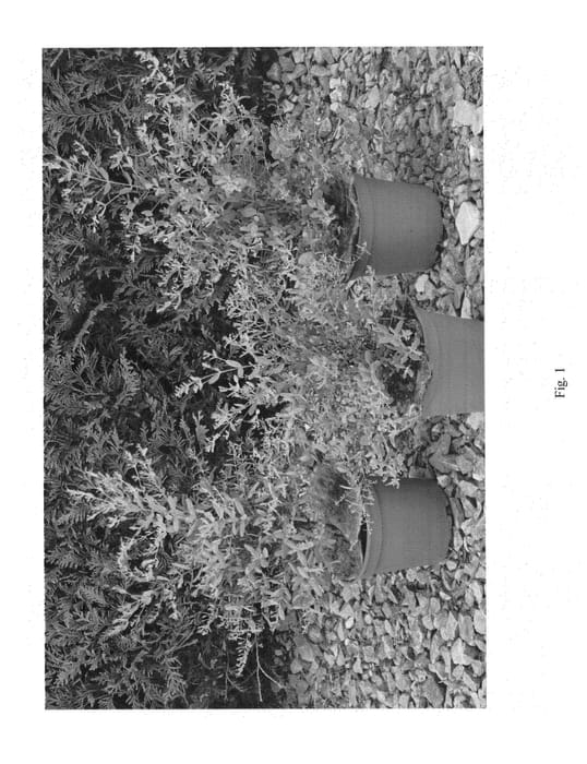 Figure 1 of US plant patent PP27250, the photograph of Rengun printed in the patent.