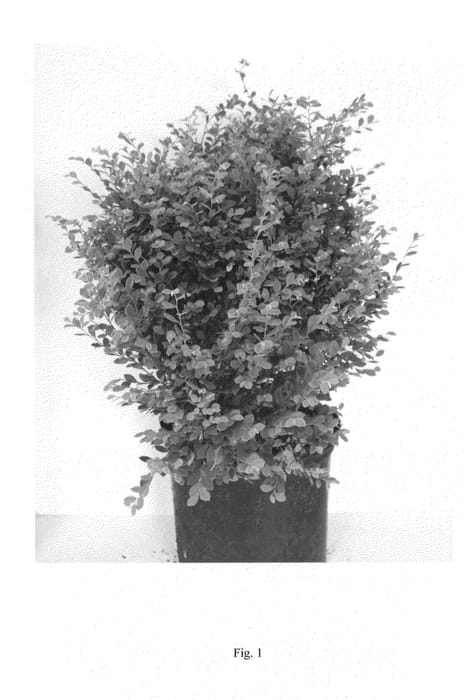 Figure 1 of US plant patent PP27251, the photograph of SHANG-GREEN printed in the patent.