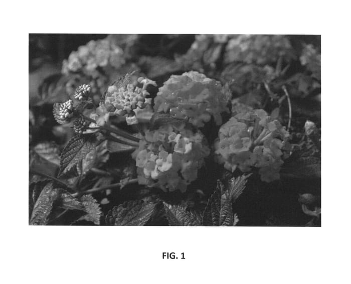 Figure 1 of US plant patent PP27252, the photograph of PIIL-I printed in the patent.