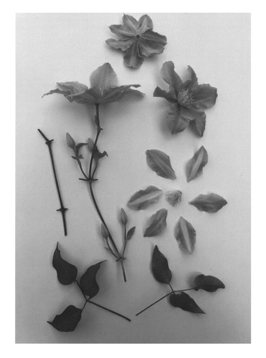 Figure 1 of US plant patent PP27253, the photograph of Evipo048 printed in the patent.