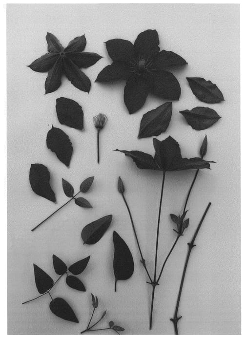Figure 1 of US plant patent PP27254, the photograph of Evipo070 printed in the patent.