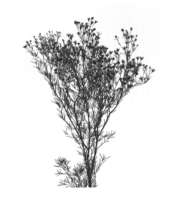 Figure 1 of US plant patent PP27255, the photograph of JUPITER printed in the patent.