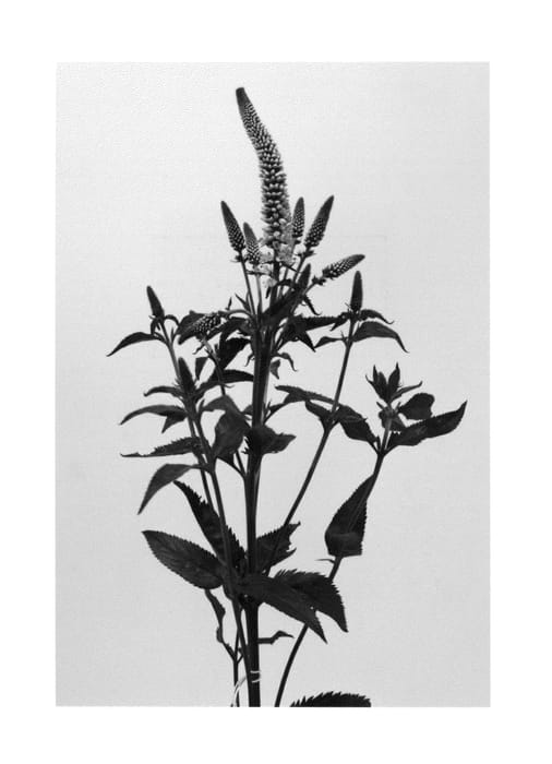 Figure 1 of US plant patent PP27257, the photograph of Allchoice printed in the patent.