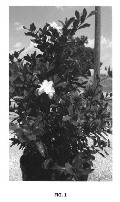 Figure 1 of US plant patent PP27258, the photograph of PIIGA-II printed in the patent.