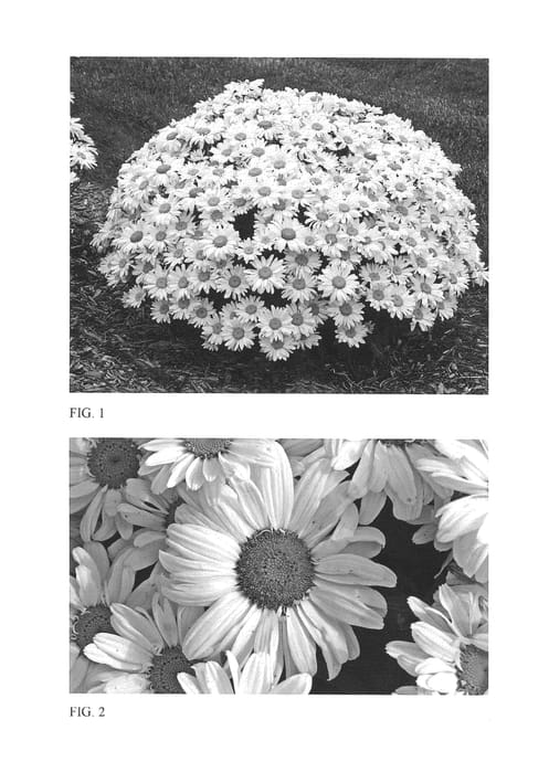 Figure 1 of US plant patent PP27259, the photograph of Whoops-a-Daisy printed in the patent.