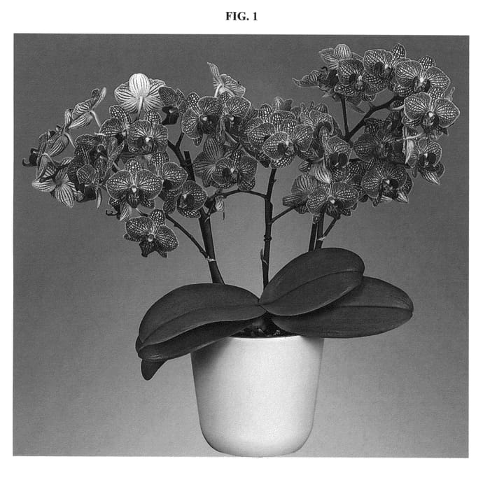 Figure 1 of US plant patent PP27260, the photograph of Valley Buzz printed in the patent.