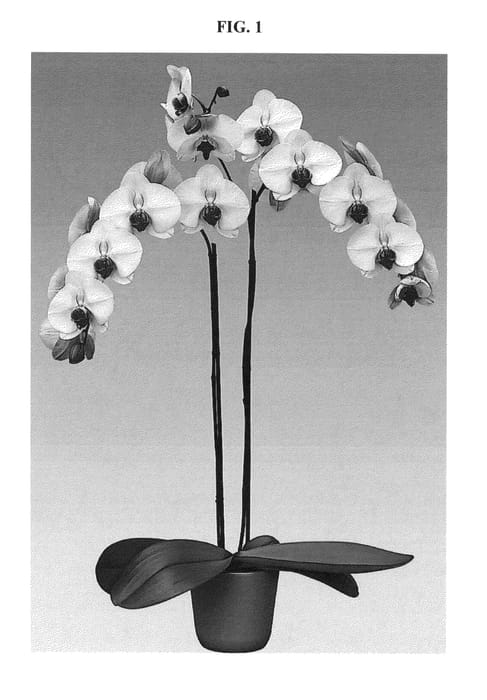 Figure 1 of US plant patent PP27261, the photograph of Double Delight printed in the patent.
