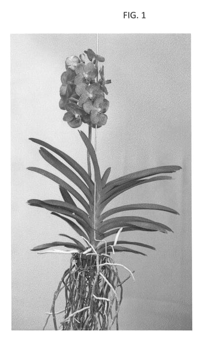 Figure 1 of US plant patent PP27262, the photograph of SPCDW1318 printed in the patent.