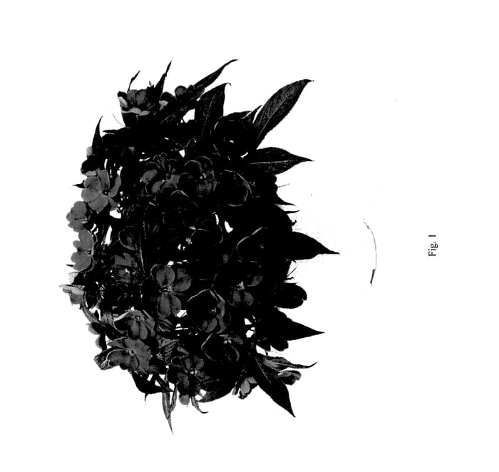 Figure 1 of US plant patent PP27263, the photograph of DHARSSCRLT printed in the patent.