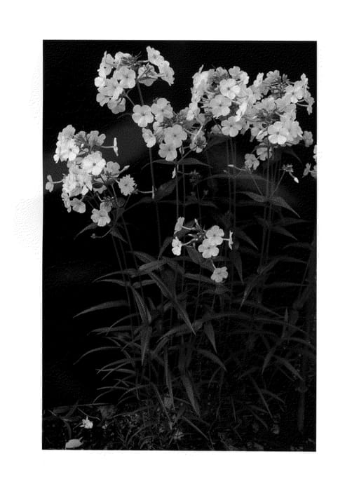 Figure 1 of US plant patent PP27264, the photograph of Aurora printed in the patent.