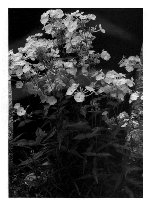 Figure 1 of US plant patent PP27266, the photograph of Zenith printed in the patent.