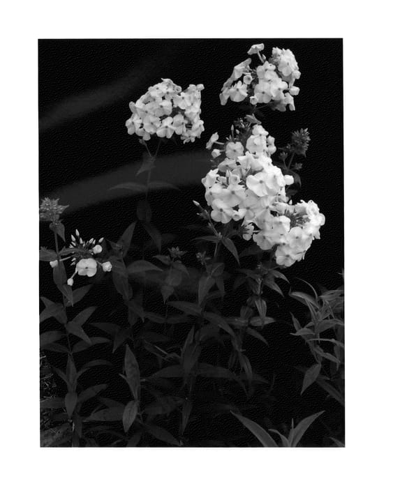 Figure 1 of US plant patent PP27267, the photograph of Daughter of Pearl printed in the patent.