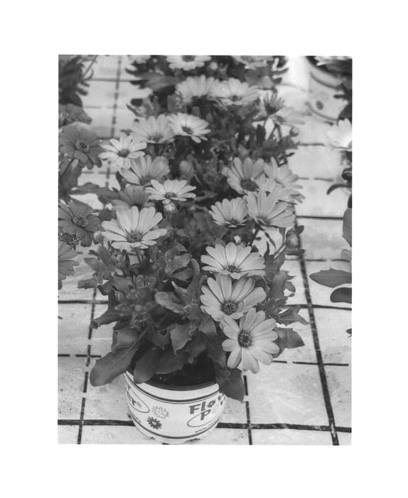 Figure 1 of US plant patent PP27268, the photograph of KLEOE14235 printed in the patent.