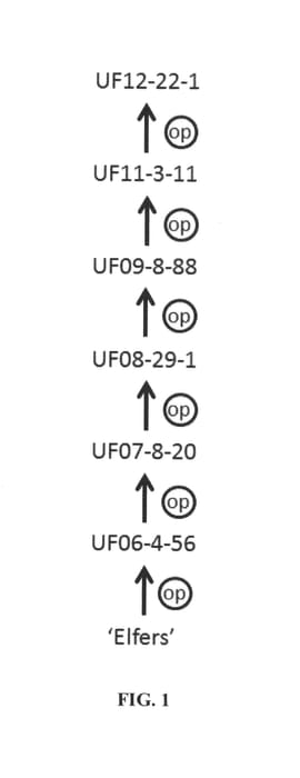Figure 1 of US plant patent PP27269, the photograph of UF12-22-1 printed in the patent.