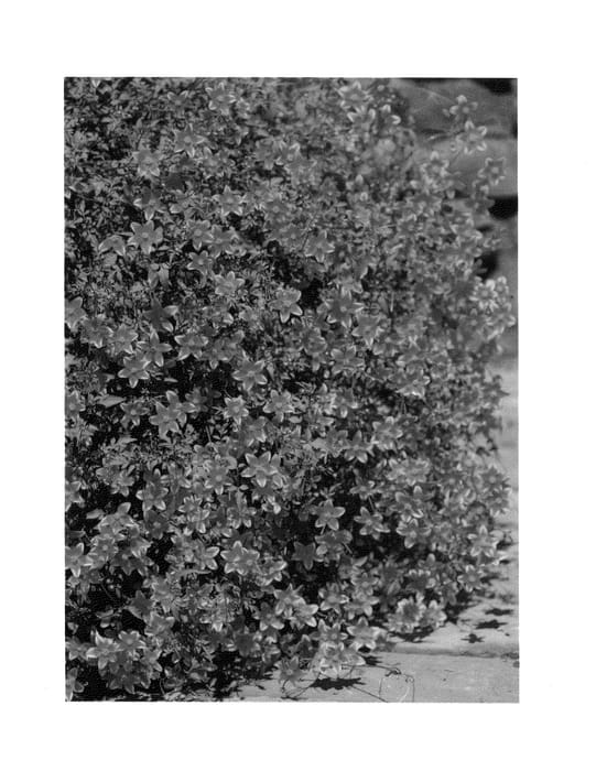 Figure 1 of US plant patent PP27270, the photograph of Haflpare printed in the patent.