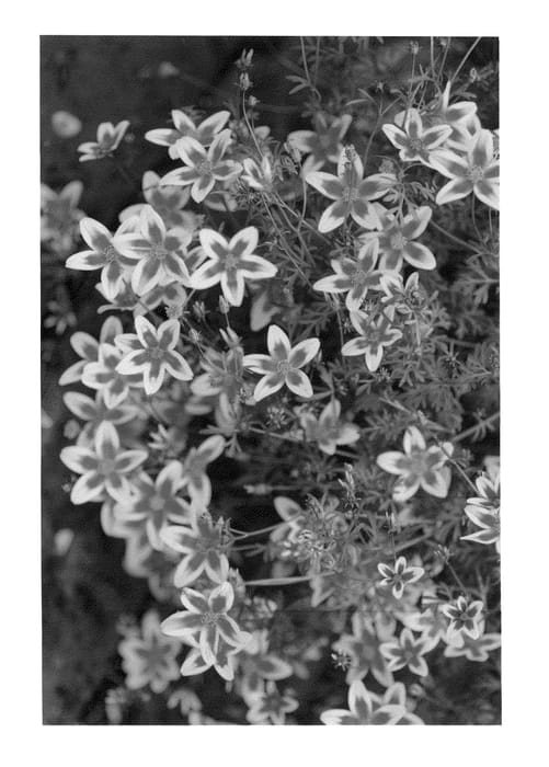 Figure 1 of US plant patent PP27271, the photograph of Haflrest printed in the patent.