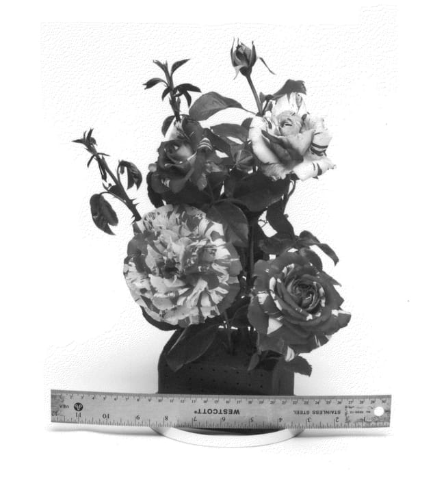 Figure 1 of US plant patent PP27272, the photograph of WEKdereroro printed in the patent.