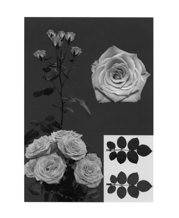 Figure 1 of US plant patent PP27273, the photograph of ESM R145 printed in the patent.