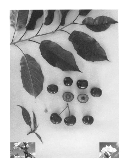 Figure 1 of US plant patent PP27274, the photograph of Arvin Bruce printed in the patent.