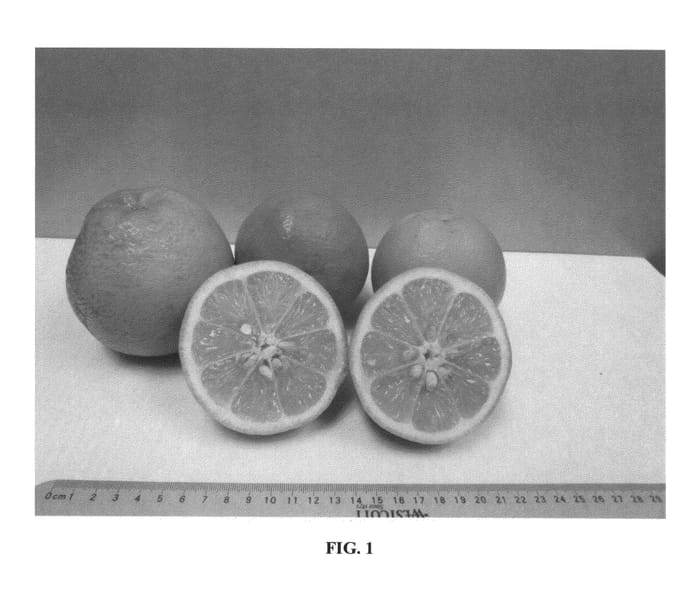 Figure 1 of US plant patent PP27275, the photograph of UFR-15 printed in the patent.
