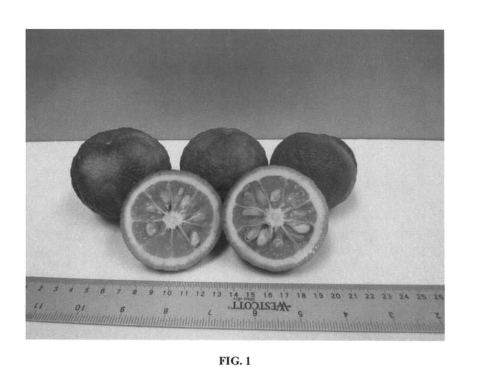 Figure 1 of US plant patent PP27276, the photograph of UFR-6 printed in the patent.