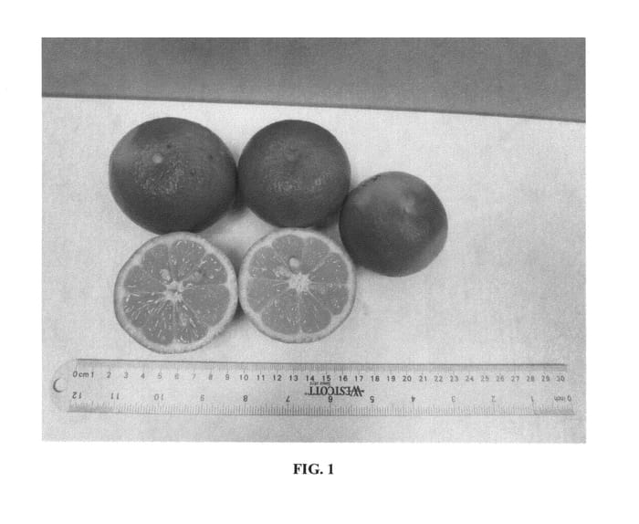 Figure 1 of US plant patent PP27277, the photograph of UFR-1 printed in the patent.