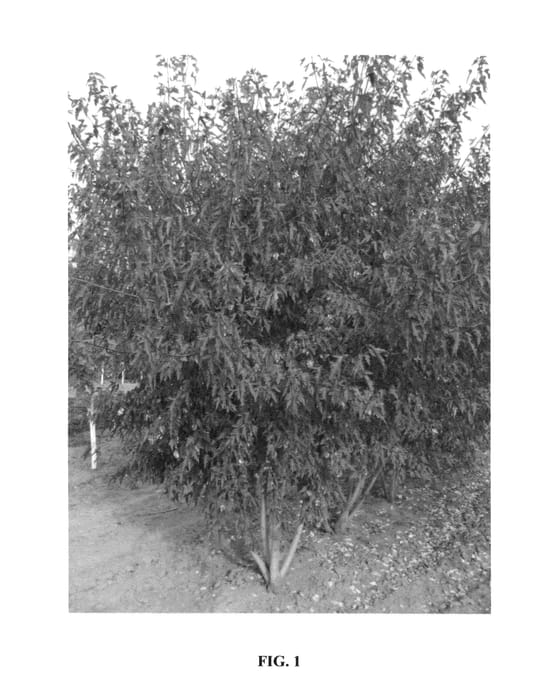 Figure 1 of US plant patent PP27278, the photograph of JefUM printed in the patent.
