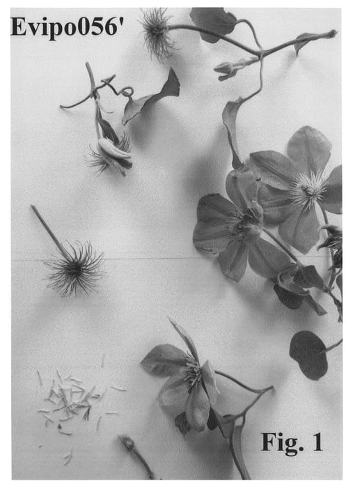Figure 1 of US plant patent PP27279, the photograph of Evipo056 printed in the patent.