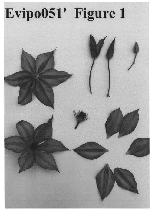 Figure 1 of US plant patent PP27280, the photograph of Evipo051 printed in the patent.