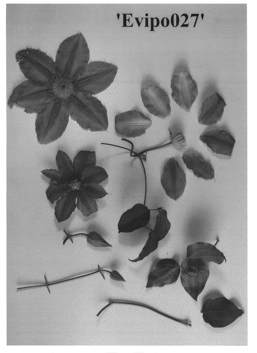 Figure 1 of US plant patent PP27281, the photograph of Evipo027 printed in the patent.