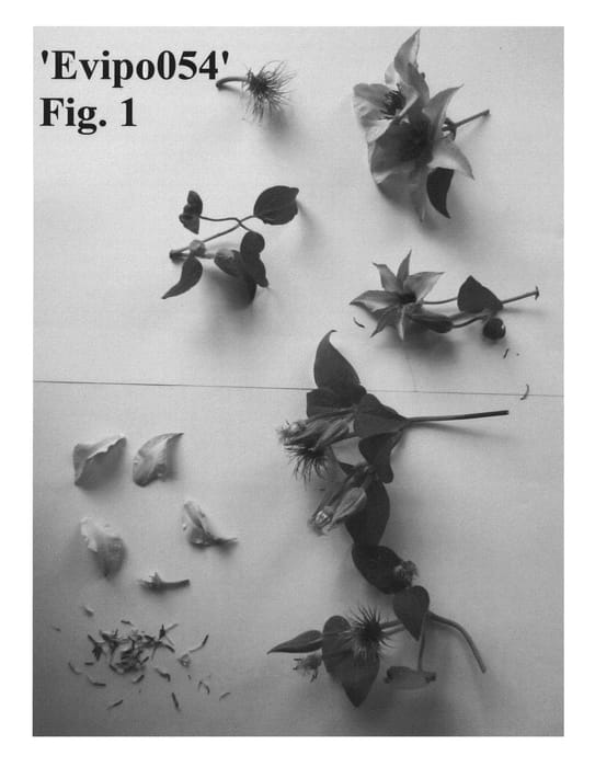 Figure 1 of US plant patent PP27282, the photograph of Evipo054 printed in the patent.