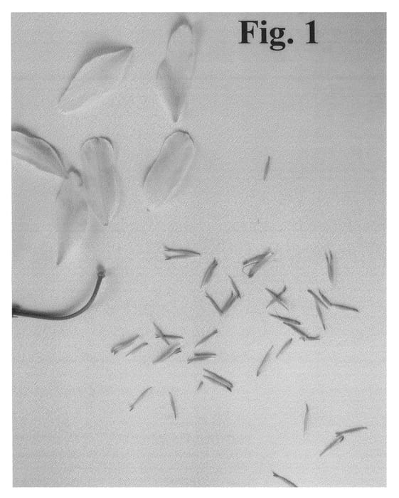 Figure 1 of US plant patent PP27283, the photograph of Evipo066 printed in the patent.