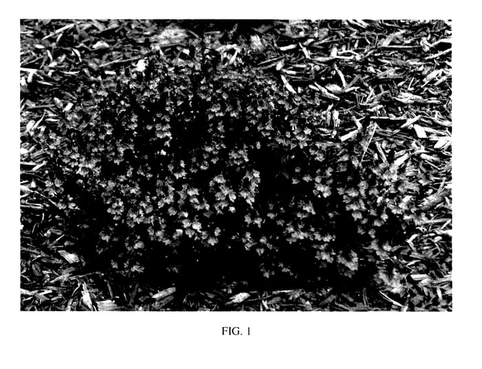 Figure 1 of US plant patent PP27284, the photograph of Blue Yonder printed in the patent.