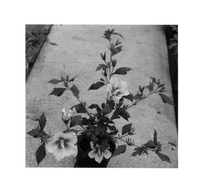Figure 1 of US plant patent PP27285, the photograph of ILVO347 printed in the patent.