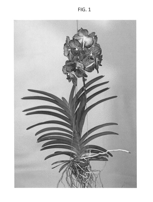 Figure 1 of US plant patent PP27286, the photograph of SPCDW1320 printed in the patent.