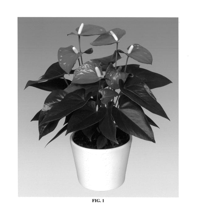 Figure 1 of US plant patent PP27287, the photograph of ANTHDUNDAL printed in the patent.