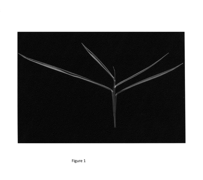 Figure 1 of US plant patent PP27289, the photograph of M85 printed in the patent.